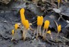 čapulka bahenní (Houby), Mitrula paludosa (Fungi)
